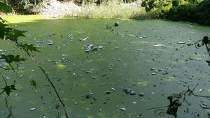 雄安新區安新縣二標段1號坑塘治理進度【重點納污坑塘綜合整治項目】